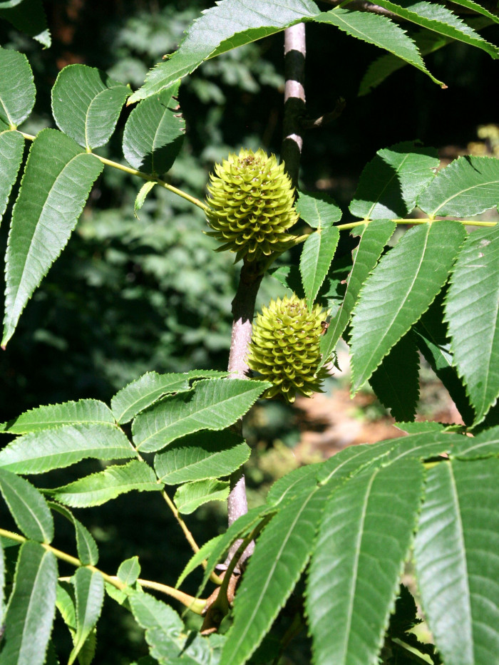 굴피나무 - Platycarya strobilacea Siebold & Zucc. var. strobilacea for. strobilacea