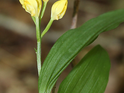 금난초 사진 - Cephalanthera falcata (Thunb. ex A.Murray) Blume Photos