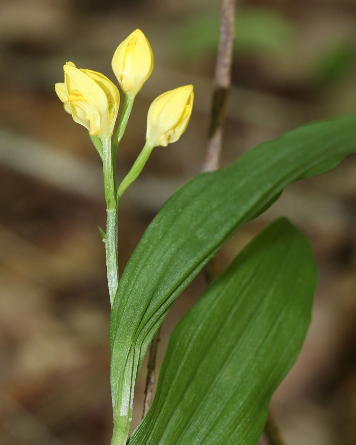 금난초 - Cephalanthera falcata (Thunb. ex A.Murray) Blume