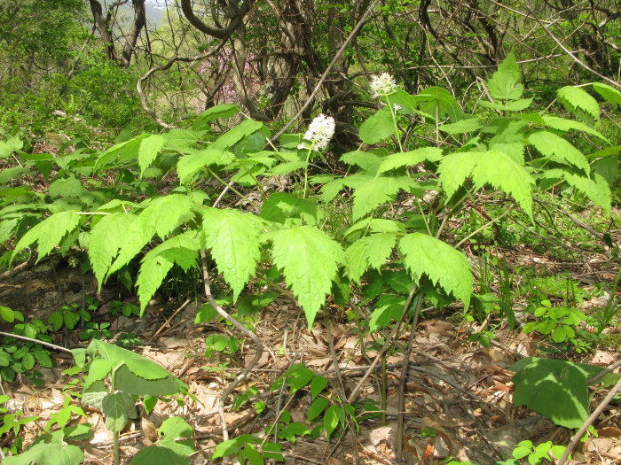 노루삼 - Actaea asiatica H.Hara