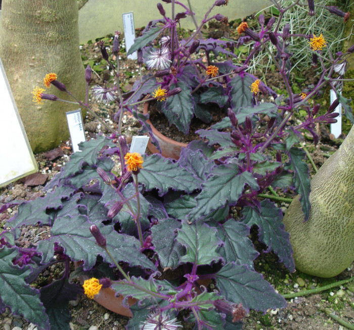 뿔우단풀 - Velvet Nettle, Gynura sarmentosa (Blume) DC.