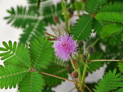 미모사 사진 - Minosa pudica L. Photos