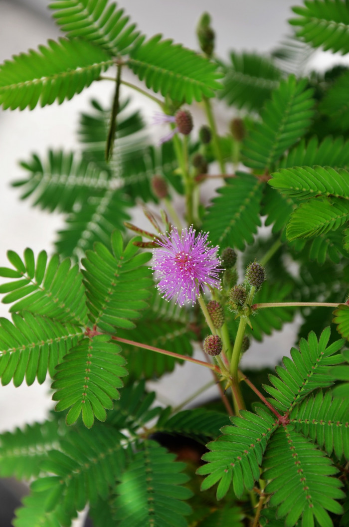 미모사 - Minosa pudica L.