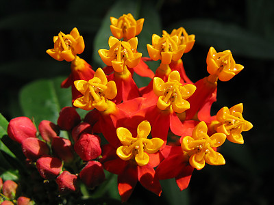 금관화 사진 - Asclepias curassavica Photos