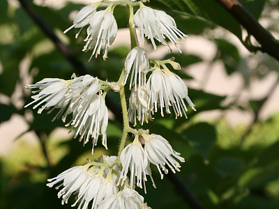 나래쪽동백 사진 - Pterostyrax hispida Siebold & Zucc. Photos