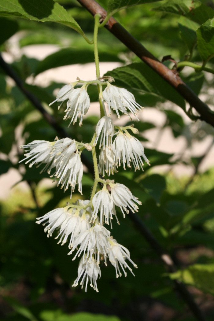 나래쪽동백 - Pterostyrax hispida Siebold & Zucc.