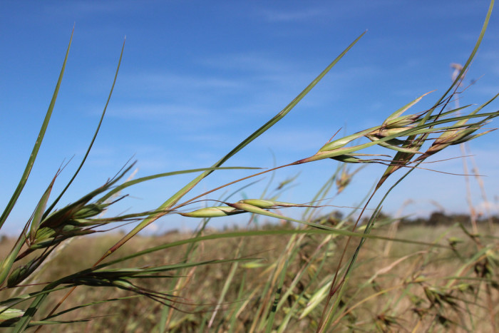 솔새 - Red Grass, Themeda triandra Forssk. ssp. japonica (Willd.) T. Koyama