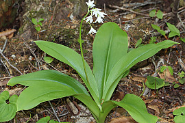 나도옥잠화 - Clintonia udensis Trautv. & C.A.Mey.