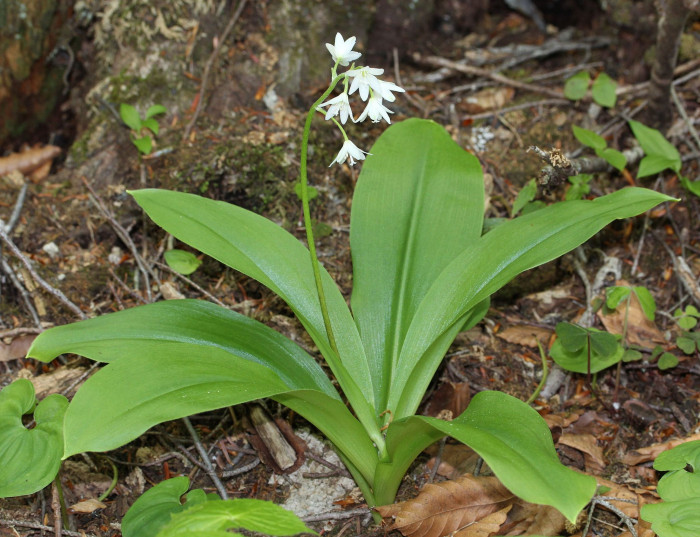 나도옥잠화 - Clintonia udensis Trautv. & C.A.Mey.