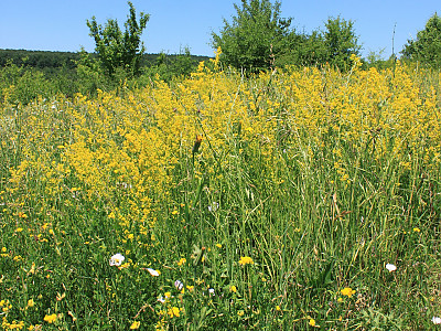개솔나물 사진 - Galium verum var. trachycarpum for. intermedium Nakai Photos
