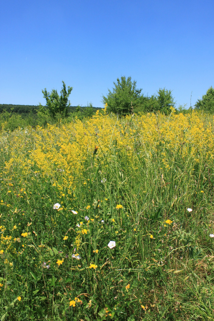 개솔나물 - Galium verum var. trachycarpum for. intermedium Nakai