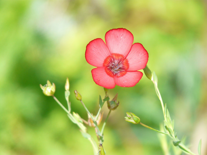 꽃아마 - Linum grandiflorum
