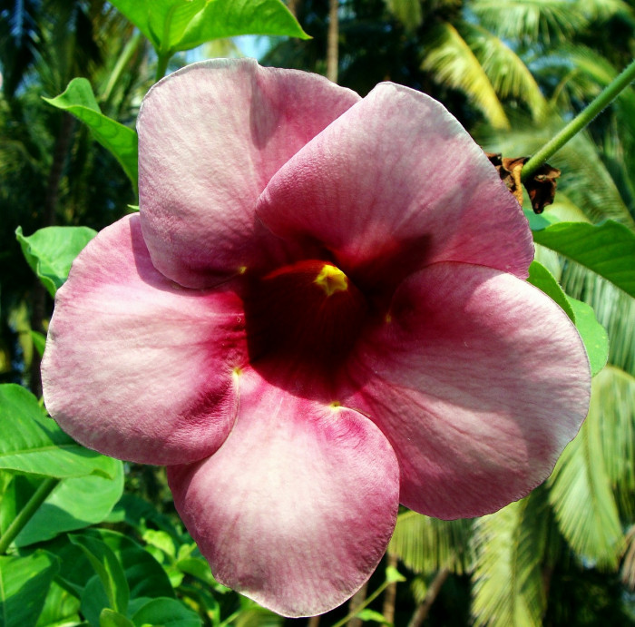 알라만다 - Allamanda
