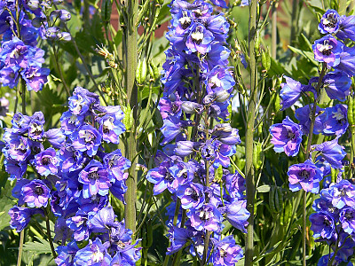 델피니움 사진 - Delphinium Photos