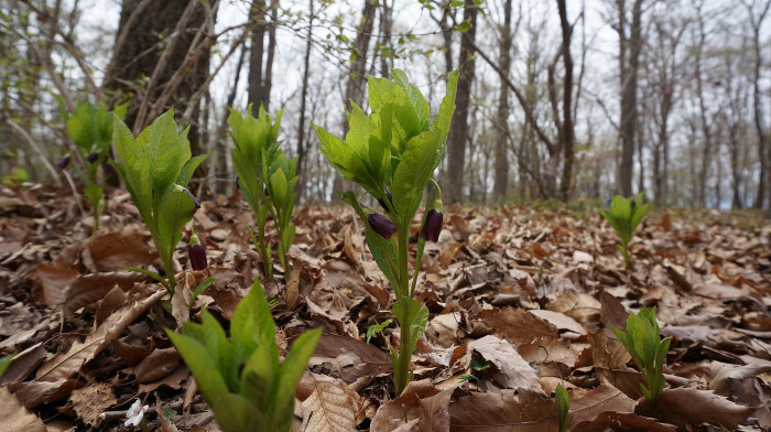 미치광이풀 - Scopolia japonica Maxim.