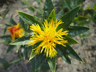 잇꽃 사진 - Carthamus tinctorius L. Photos