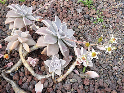 용월 사진 - Graptopetalum paraguayense  Photos
