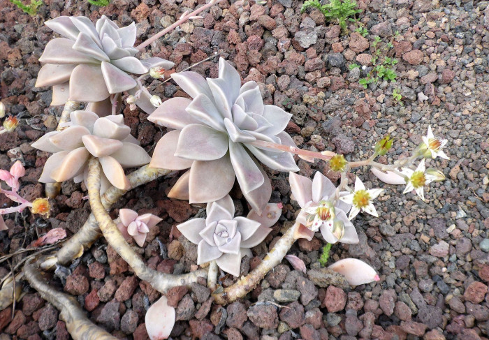 용월 - Graptopetalum paraguayense 