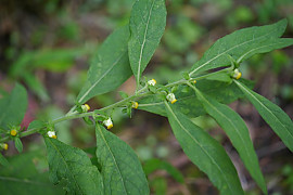 담배풀 - Carpesium abrotanoides L.