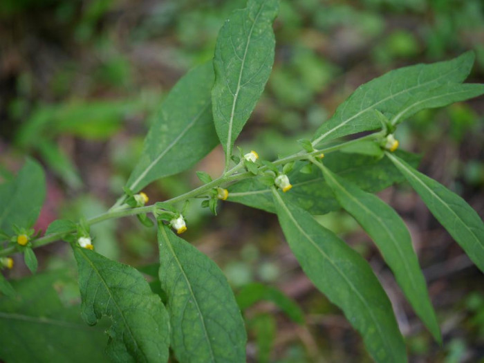 담배풀 - Carpesium abrotanoides L.