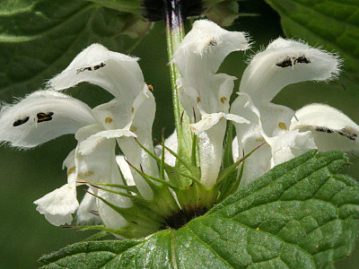 광대수염 사진 - Lamium album var. barbatum (Siebold & Zucc.) Franch. & Sav. Photos