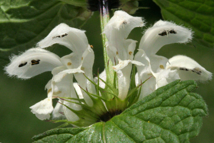 광대수염 - Lamium album var. barbatum (Siebold & Zucc.) Franch. & Sav.