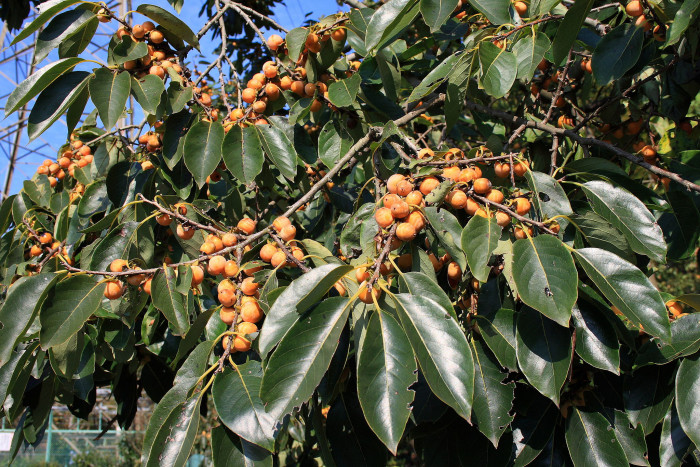 고욤나무 - date-plum, Caucasian persimmon, lilac persimmon, Diospyros lotus L.