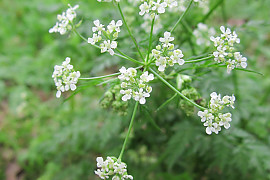 전호 - Anthriscus sylvestris (L.) Hoffm.