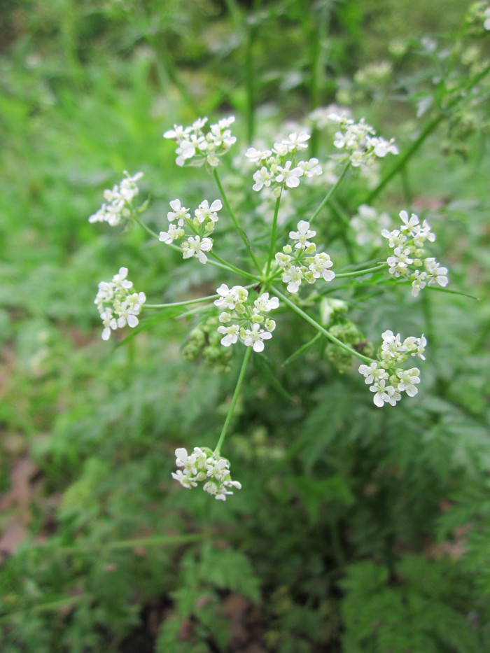 전호 - Anthriscus sylvestris (L.) Hoffm.
