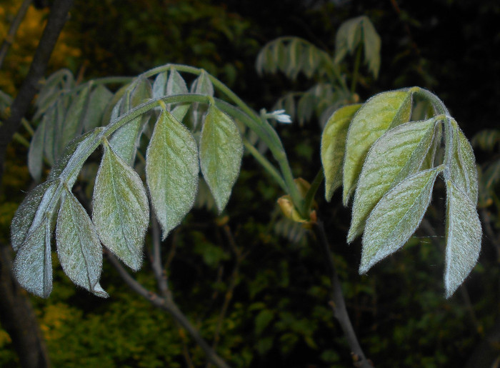 다릅나무 - Maackia amurensis Rupr. & Maxim. var. amurensis