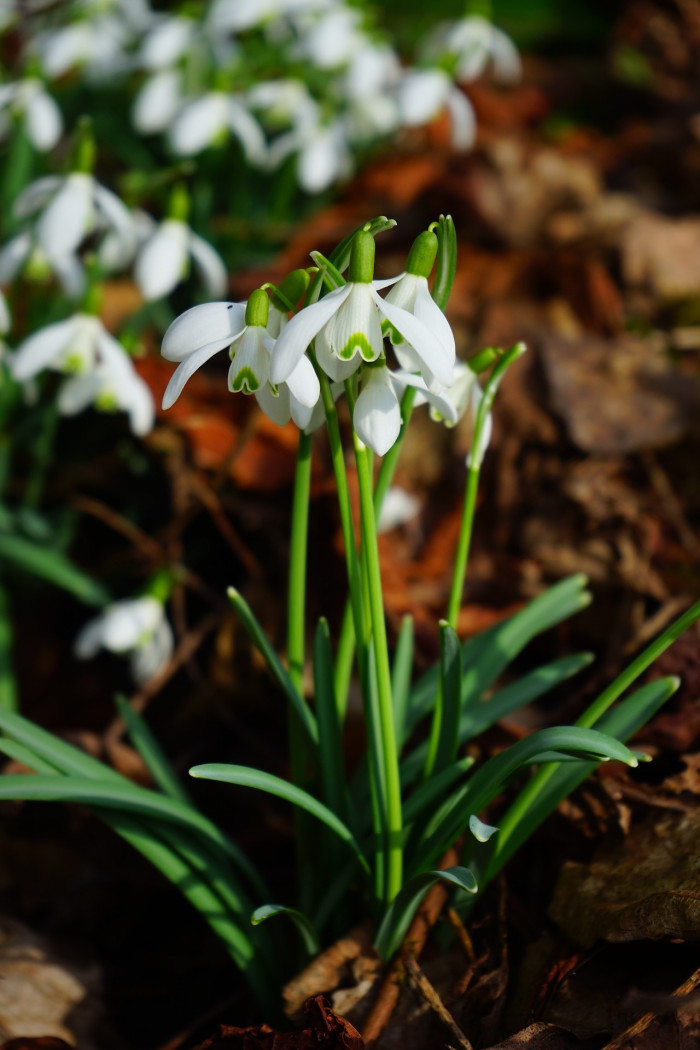 스노우드롭 - Snowdrop, Gay flower, Galanthus nivalis