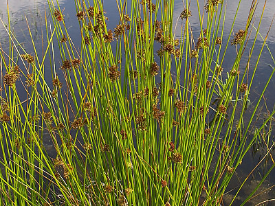 골풀 사진 - Juncus effusus var. decipiens Buchenau Photos