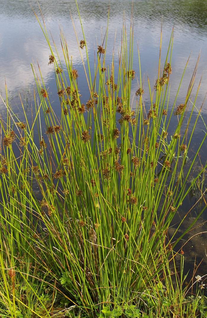골풀 - Juncus effusus var. decipiens Buchenau