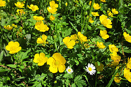 애기미나리아재비 - Ranunculus acris L.