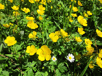 애기미나리아재비 사진 - Ranunculus acris L. Photos