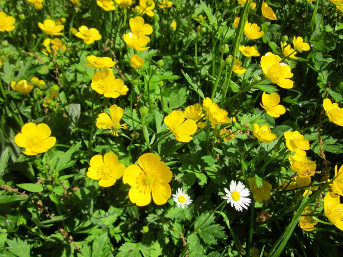 애기미나리아재비 - Ranunculus acris L.