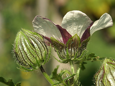 수박풀 사진 - Hibiscus trionum Photos