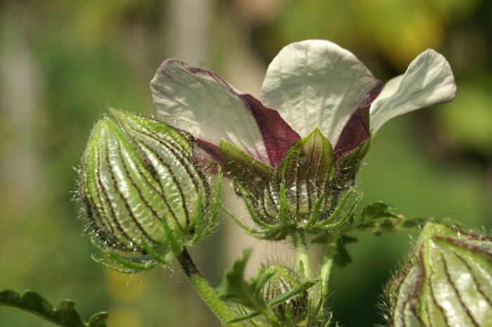 수박풀 - Hibiscus trionum