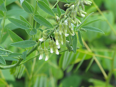 고삼 사진 - Sophora flavescens Solander ex Aiton Photos
