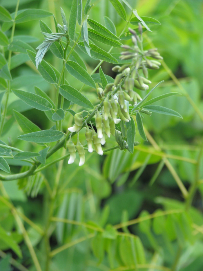 고삼 - Sophora flavescens Solander ex Aiton