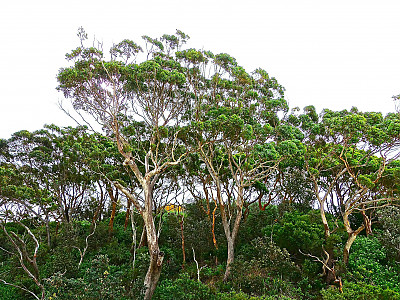 유칼립투스 사진 - Eucalyptus globulus Photos