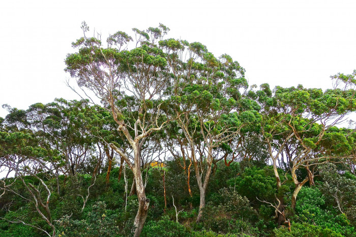 유칼립투스 - Eucalyptus, Eucalyptus globulus