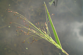 개기장 - Panicum bisulcatum Thunb.