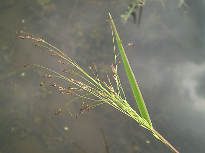 개기장 사진 - Panicum bisulcatum Thunb. Photos