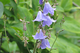나리잔대 - Adenophora liliifolia (L.) Besser