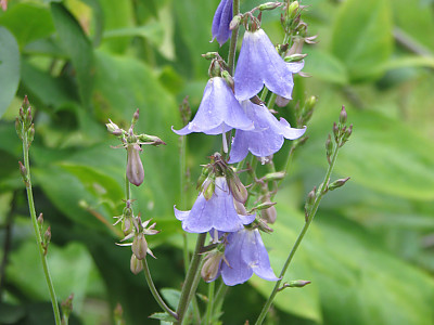 나리잔대 사진 - Adenophora liliifolia (L.) Besser Photos
