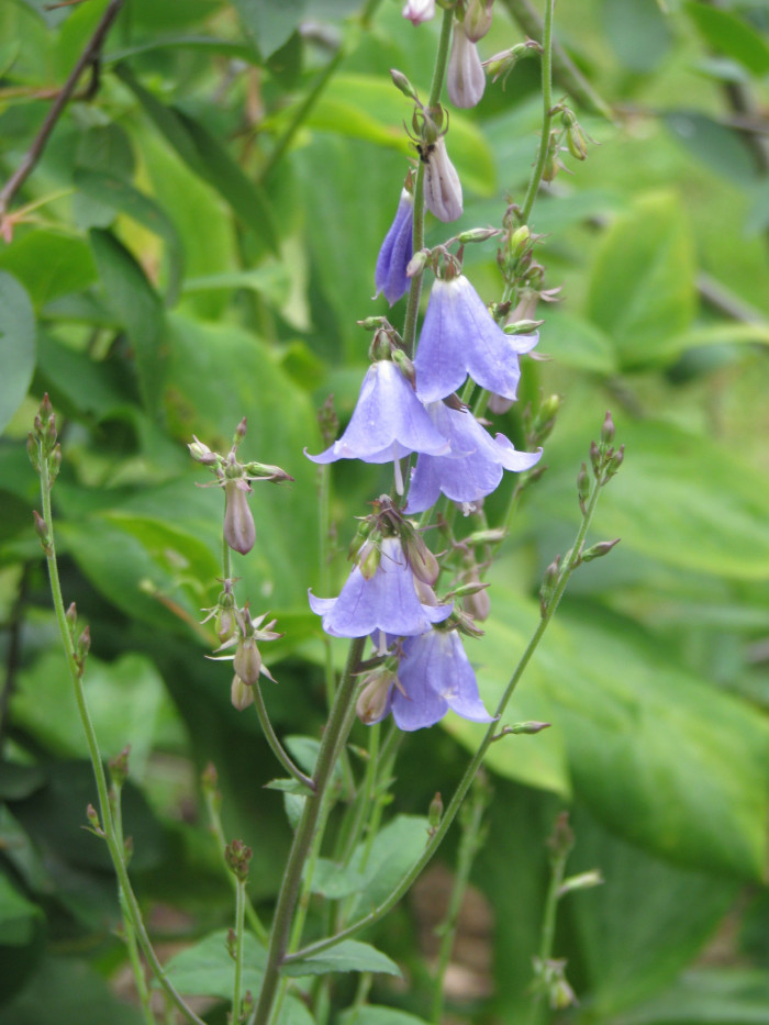 나리잔대 - Adenophora liliifolia (L.) Besser