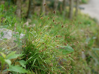 꿩의밥 사진 - Luzula capitata (Miq.) Miq. Photos