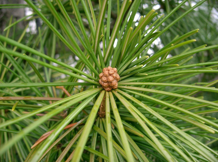 금송 - Sciadopitys verticillata (Thunb.) Siebold & Zucc.