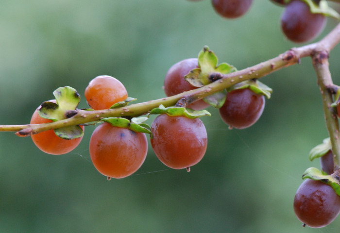 고욤나무 - date-plum, Caucasian persimmon, lilac persimmon, Diospyros lotus L.